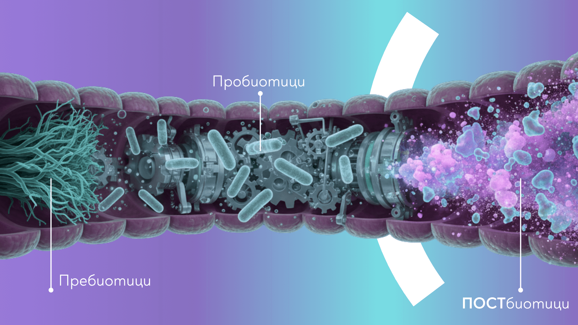 Гастро проблеми: може ли постбиотикът да бъде решение за по-добро храносмилане?